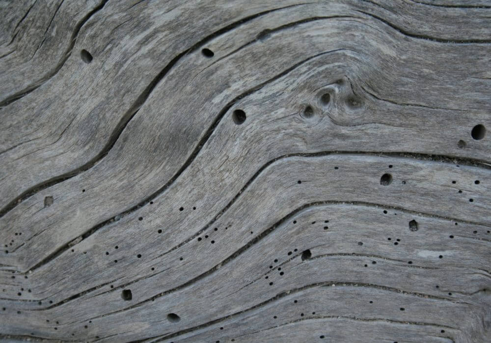close up image of holes in wood created by woodworm