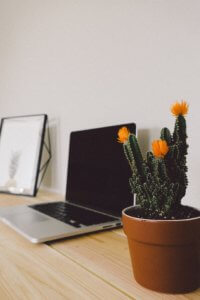 Cactus on a table next to a laptop