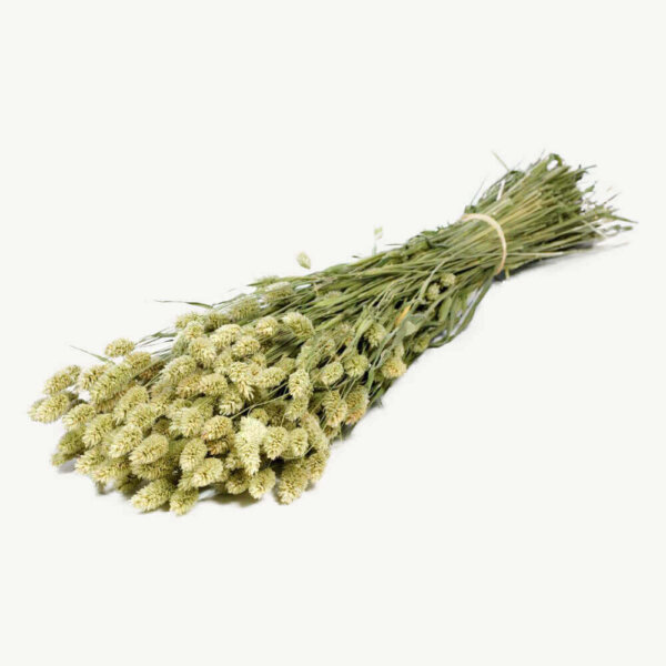 Bouquet of natural dried phalaris On A White Background