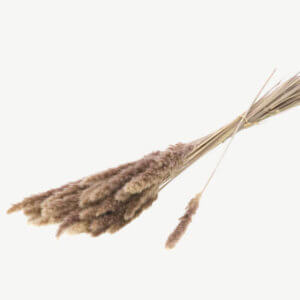 natural-dried-reed-grass-70g-T01049_1.2