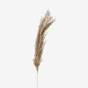 Pampas Dried Stems Natural