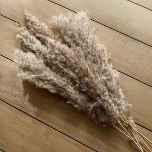 Pampas Dried Stems Natural