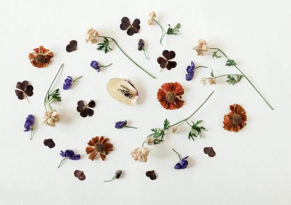 dried pressed flowers arranged in a circle on a white background