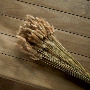 Bunny Tail Grass Dried Stems Natural