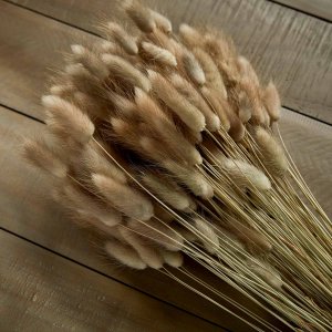 Bunny Tail Grass Dried Stems Natural