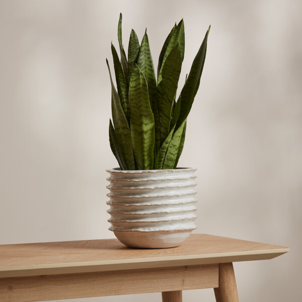 Mossy Plant Pot Medium Off White