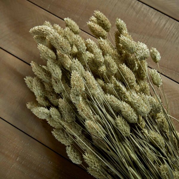 Phalaris Dried Stems Natural