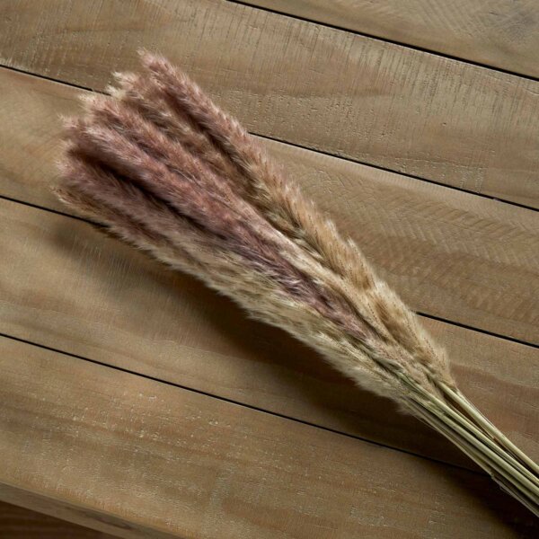 Reed Grass Dried Stems Natural