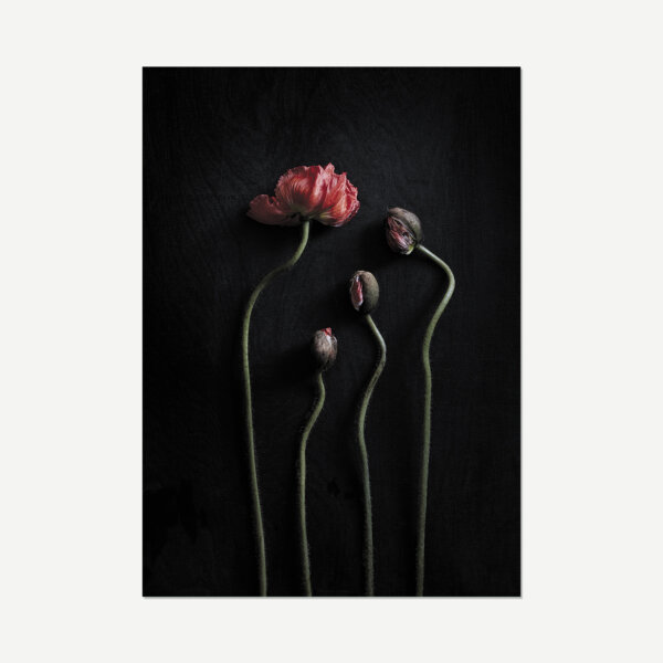 red long stem flower composition art print on black background