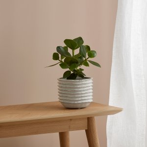 Mossy Plant Pot Small Off White